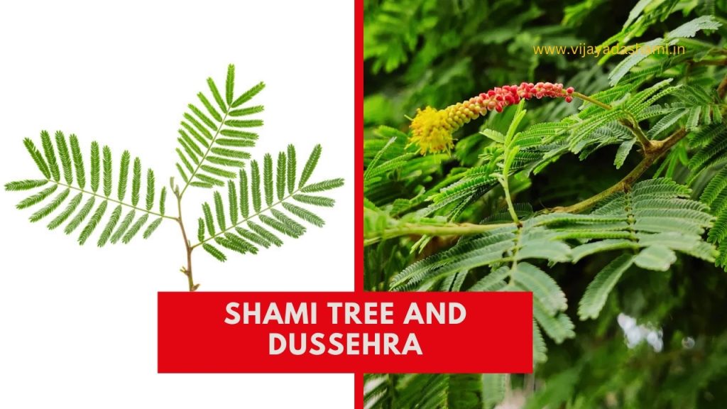 Shami Tree in Dussehra Unveiling Ancient Rituals and Symbolism