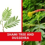 Shami Tree in Dussehra Unveiling Ancient Rituals and Symbolism