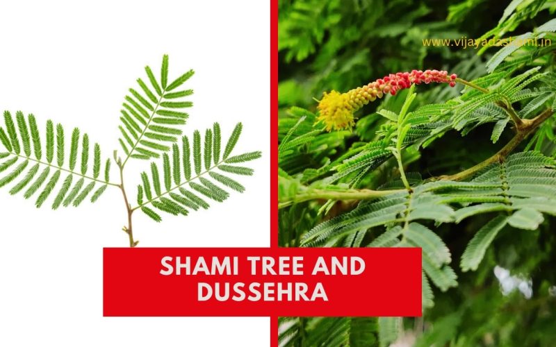 Shami Tree in Dussehra Unveiling Ancient Rituals and Symbolism